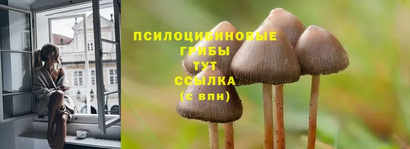 Галлюциногенные грибы GOLDEN TEACHER Красноармейск