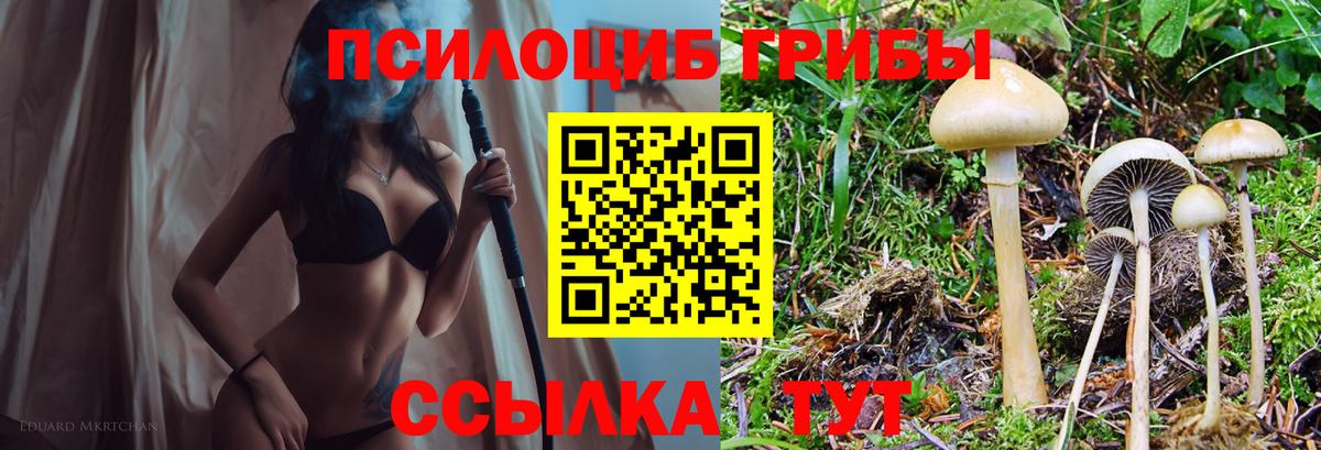 Красноармейск  Галлюциногенные грибы Cubensis  Вход с VPN 